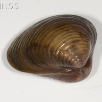 Asian Clam